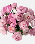 باکس گل 100 تومانی آلیس - تصویر 2
